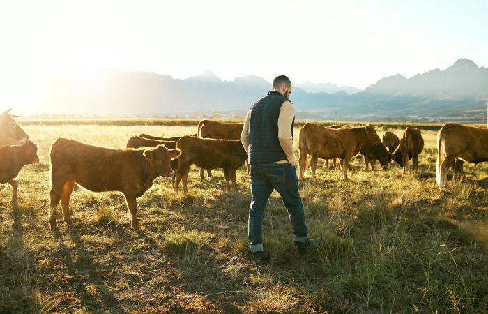 rmaa-welcome Farm, agriculture and farmer man with cattle eating grass on field outdoors. Agro, sustainability or male small business owner with livestock or cows for meat, dairy or milk production at countryside.